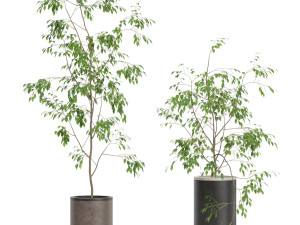 Plants collection 609 3D मॉडल