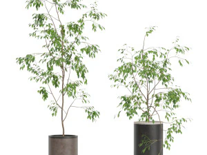 Plants collection 609 3D Model