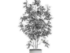 Plants collection 609 3D मॉडल