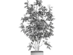 Plants collection 609 3D Model