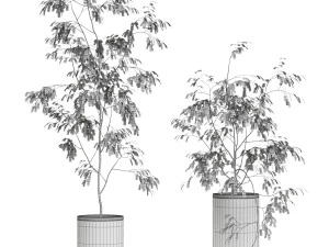 Plants collection 609 3D Model