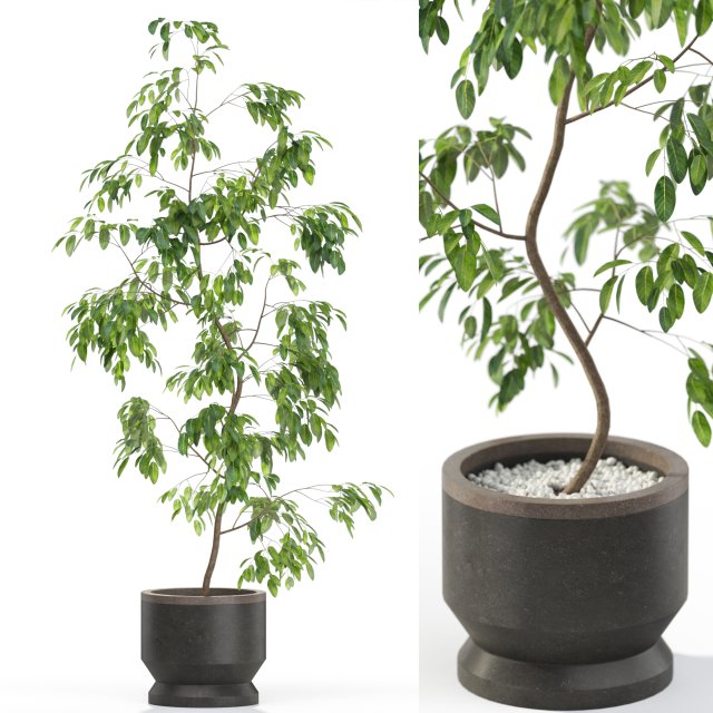 Plants collection 610 3D मॉडल .c4d .max .obj .3ds .fbx .stl .blend 