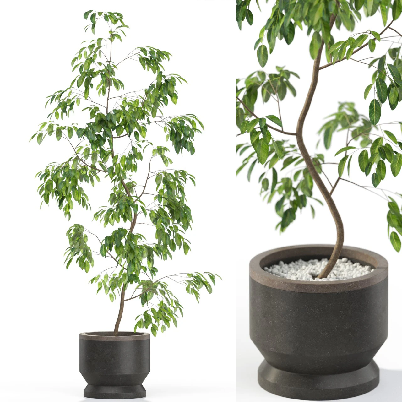 Plants collection 610 3D Model .c4d .max .obj .3ds .fbx .stl .blend 