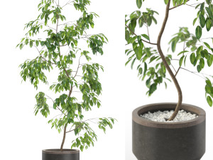 Plants collection 610 3D 模型