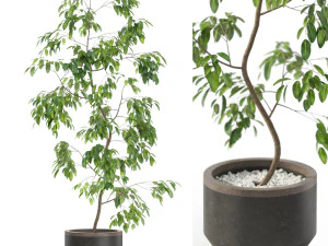 Koleksi tanaman 610 Model 3D