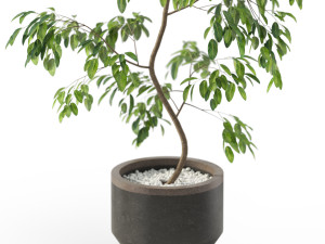 Plants collection 610 3D मॉडल