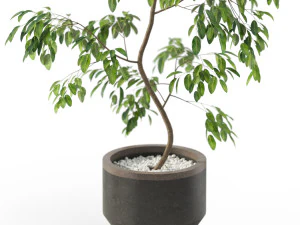 Plants collection 610 3D Model