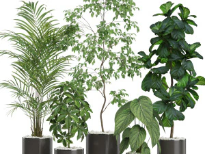 Kolekcja roślin 611 Model 3D