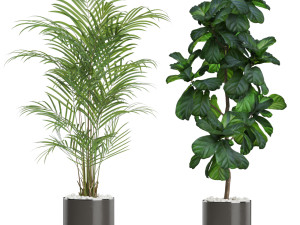 Plants collection 611 Model 3D