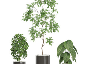Plants collection 611 Model 3D