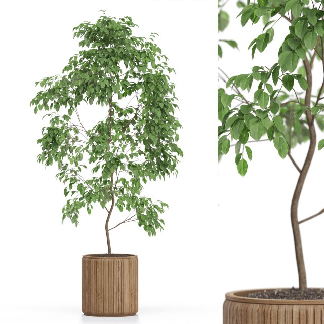 Plants collection 612 3D Модель .c4d .max .obj .3ds .fbx .stl .blend 