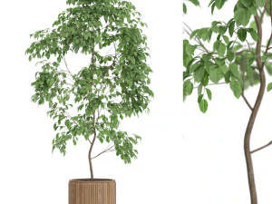 Koleksi tanaman 612 Model 3D