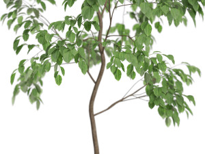 Plants collection 612 3D Модель