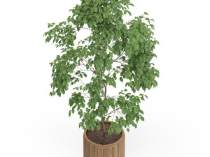 Plants collection 612 3D Модель