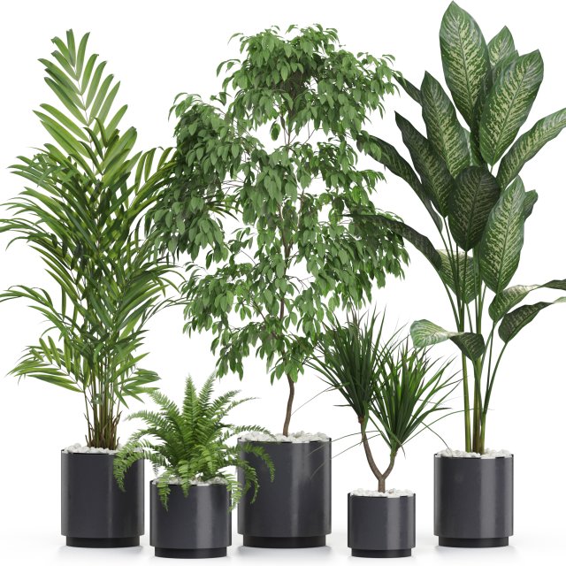 Plants collection 613 3Dモデル .c4d .max .obj .3ds .fbx .stl .blend 