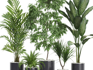 Plants collection 613 3D Model