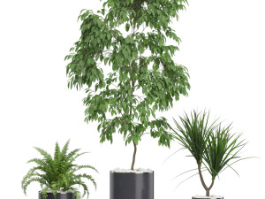 Plants collection 613 3Dモデル