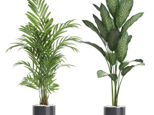 Plants collection 613 3Dモデル