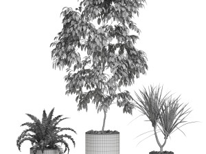 Plants collection 613 3Dモデル