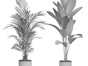 Plants collection 613 3D Model