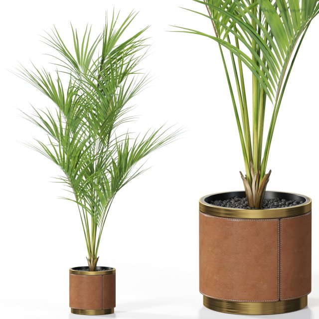 Plants collection 617 Modelo 3D .c4d .max .obj .3ds .fbx .stl .blend 
