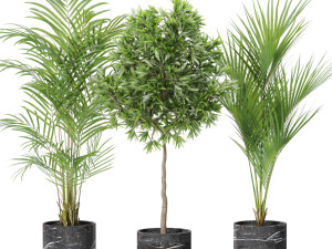 Plants collection 618 Modelo 3D
