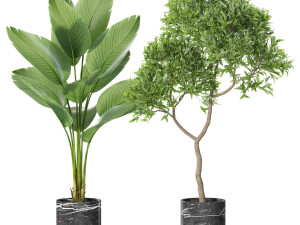Plants collection 618 Modelo 3D