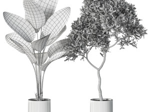 Plants collection 618 Modelo 3D