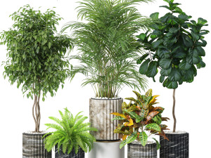 Plants collection 619 3D Модель
