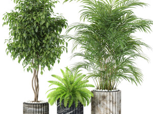 Plants collection 619 3D Model