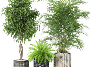 Plants collection 619 3D Model