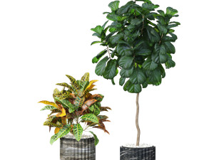 Plants collection 619 3D Model