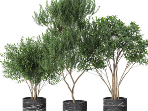 Plants collection 620 3D Model