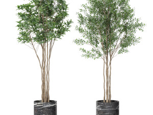 Plants collection 620 3D Model