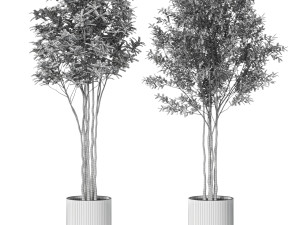 Plants collection 620 3D Model