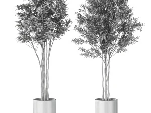 Plants collection 620 3D Model