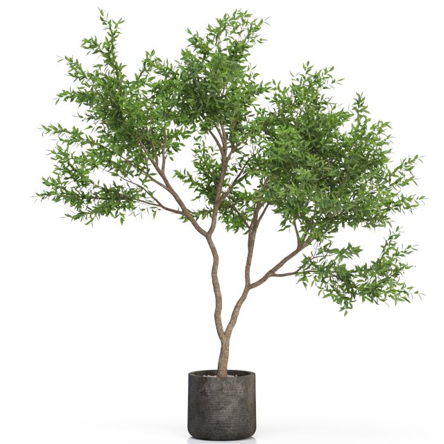 Plants collection 621 3D 模型 .c4d .max .obj .3ds .fbx .stl .blend 