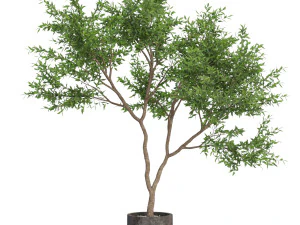 Plantencollectie 621 3D Model