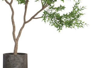 Plants collection 621 3D Model