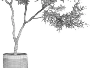 Plants collection 621 3D Model
