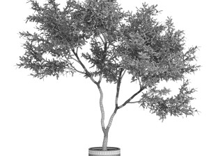 Plants collection 621 3D 模型
