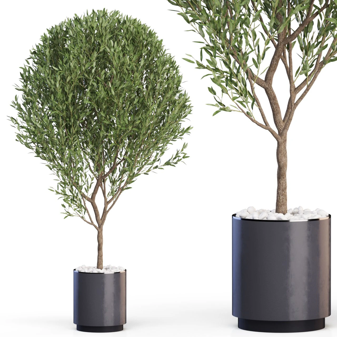 Plants collection 622 3D Model .c4d .max .obj .3ds .fbx .stl .blend 