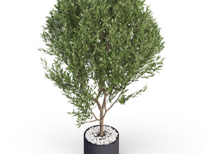 Plants collection 622 Modelo 3D