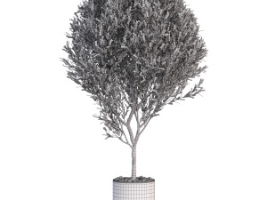 Plants collection 622 Modelo 3D
