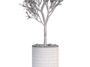 Plants collection 622 3D Model