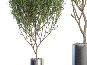 Plants collection 623 3D 模型