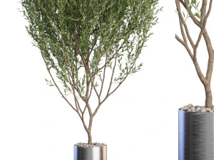 Collection de plantes 623 Modèle 3D