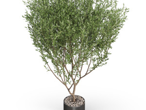 Plants collection 623 3D 模型