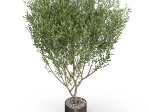 Plants collection 623 3D Model
