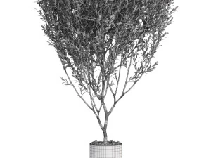 Plants collection 623 3D Model